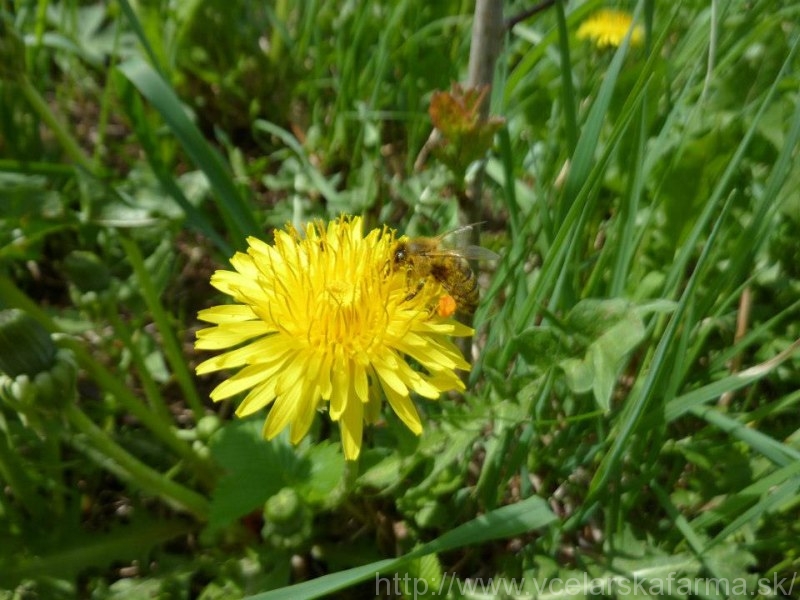 644141_111367649020386_82893973_n