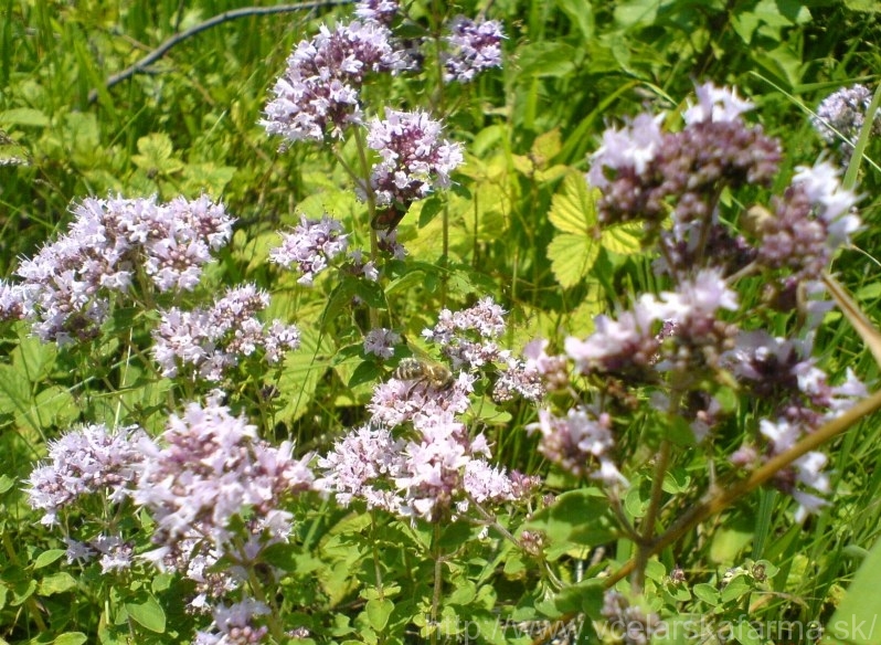 Včelárska farma Šútorka